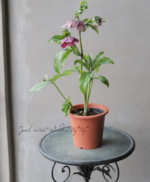 クリスマスローズ 静岡県・杉光園芸 杉山交配 『セミダブル・ピンク