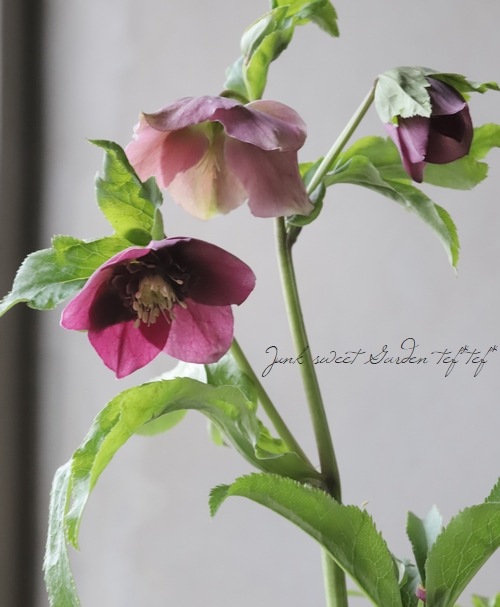 クリスマスローズ 静岡県・杉光園芸 杉山交配 『セミダブル・ピンク