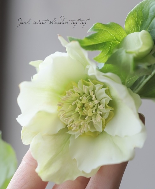 クリスマスローズ 静岡県・杉光園芸 杉山交配 『セミダブル・ホワイト