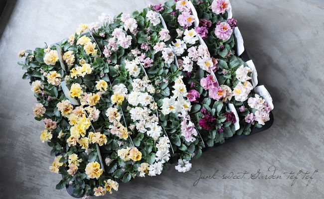 ��臘�������ꥸ�ʥ�ѥ󥸡�����ŷ�α����