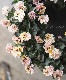 ��臘�������ꥸ�ʥ�ѥ󥸡�����ŷ�α����