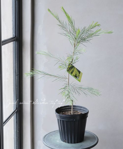 庭木】 アカシア 『フロリブンダ』 ホワイトサローワトル | すべての