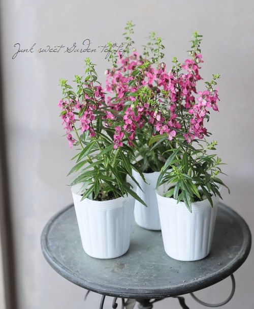 アンゲロニア 『セレニータ』 ラズベリー | すべての商品 | | Junk