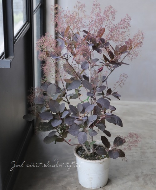 スモ-クツリー（鉢上から約70センチサイズ）（グレイス） スモ-クツリー（鉢上から約70センチサイズ）（グレイス）