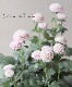 �ɺ���Ȭ�ź餭���إ����������إݥ�ݥ�����꡼��