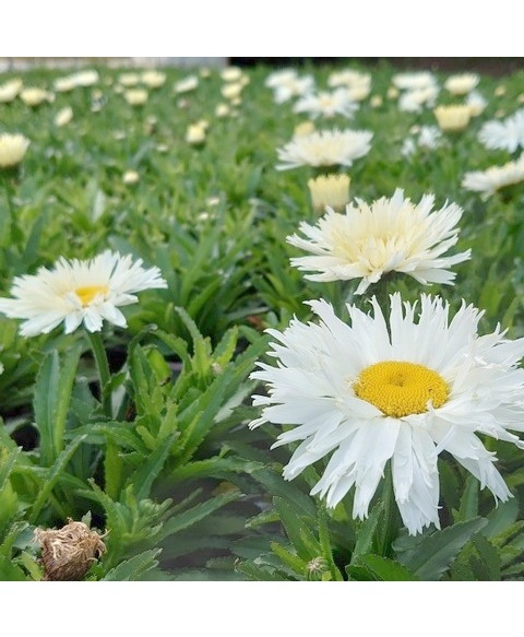 レウカンセマム 『ベルギアンレース』 (シャスターデージー) | すべて