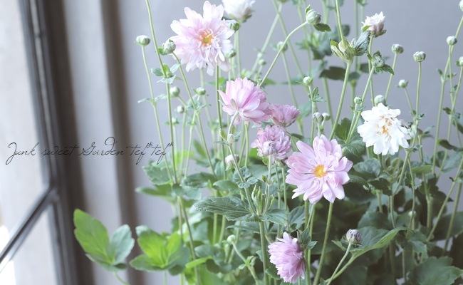 八重咲き秋明菊 『ピンク系お色おまかせ』 シュウメイギク | すべての