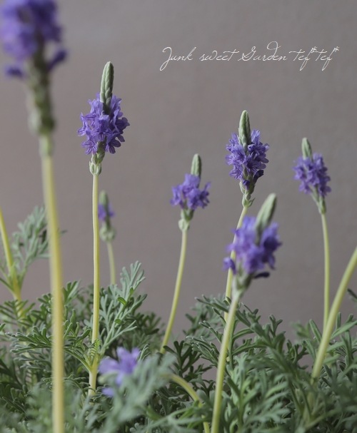 新色！レースラベンダー 『スターマイン』 | すべての商品 | | Junk