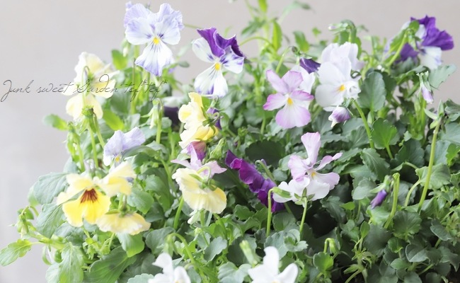 ○ROKA HEARTS 育種ビオラ 『ベルトロニー交配』 | すべての商品