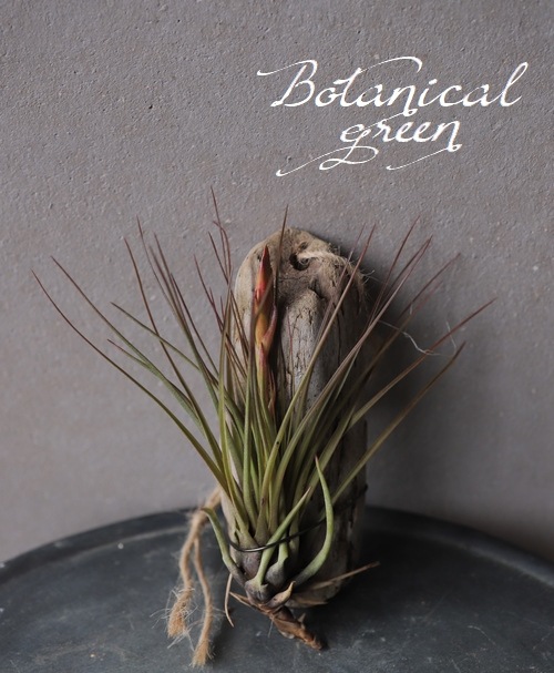 �ڥ������ץ��ġۡ�ή�ڡ���ɳ��F