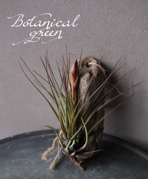 �ڥ������ץ��ġۡ�ή�ڡ���ɳ��F