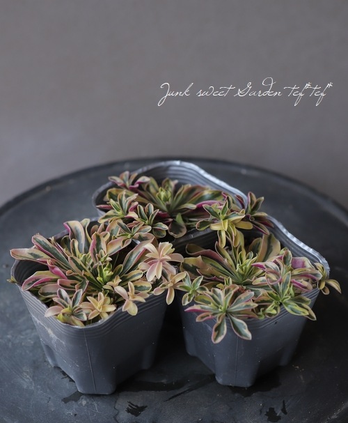 斑入りアラビス 『クリーム』 | すべての商品 | | Junk sweet Garden