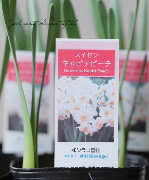 □【球根植物】 スイセン 『キャピテピーチ』 | すべての商品 | | Junk