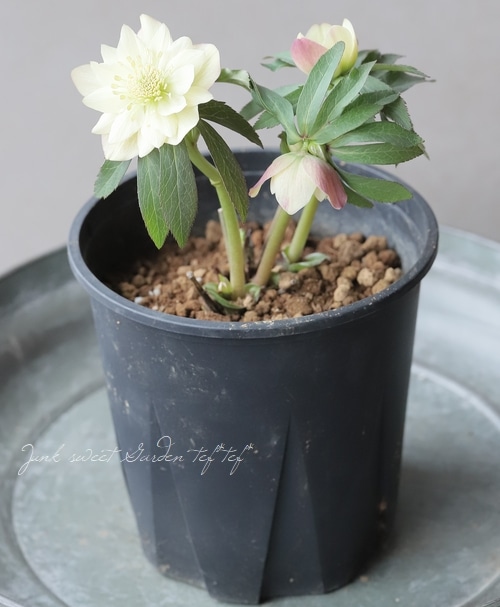 三浦孝之氏・クリスマスローズ 『イエローアップル（Fairies Dreams