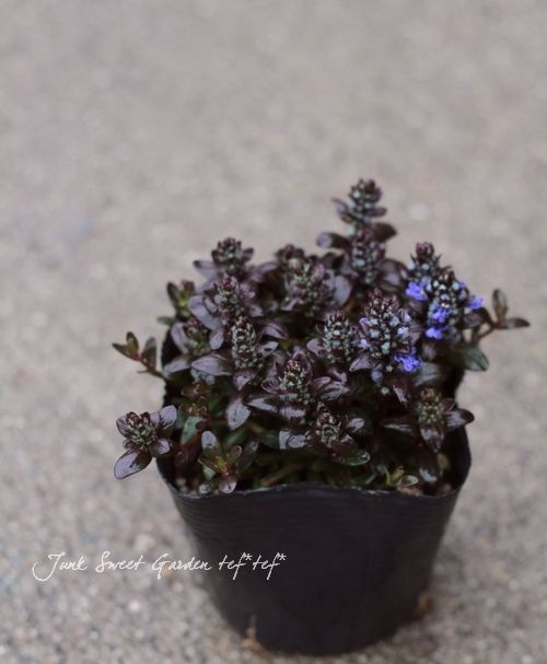 �����奬���إ��祳�졼�ȥ��åס�