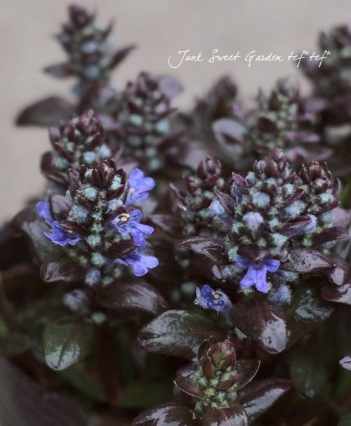 �����奬���إ��祳�졼�ȥ��åס�