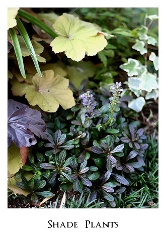 �����奬���إ��祳�졼�ȥ��åס�