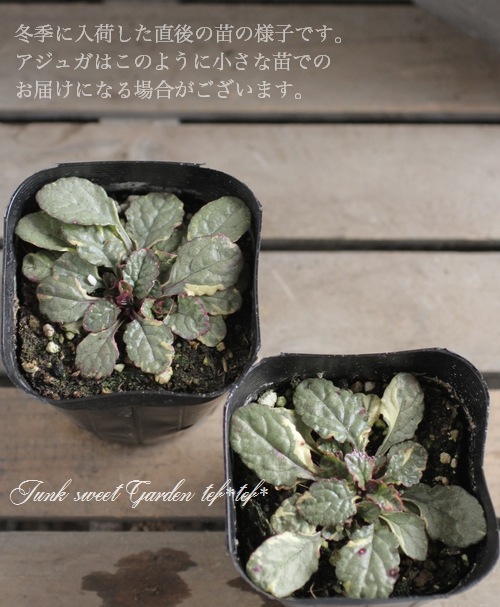 �����奬���إ��祳�졼�ȥ��åס�