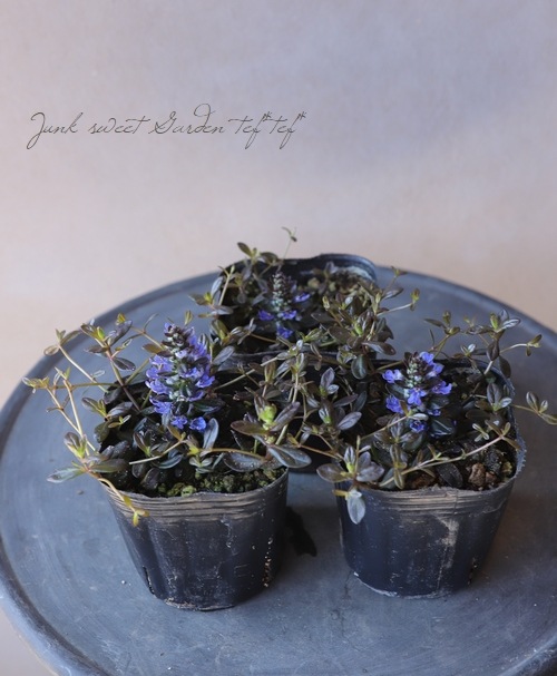 �����奬���إ��祳�졼�ȥ��åס�