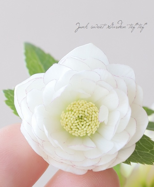 横山園芸・育種生産】 ダブル多弁咲きクリスマスローズ 『プリマドレス