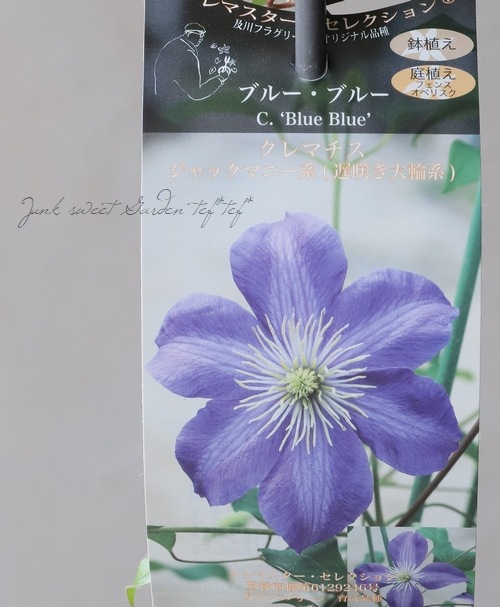 及川オリジナルクレマチス・ジャックマニー系 『ブルーブルー