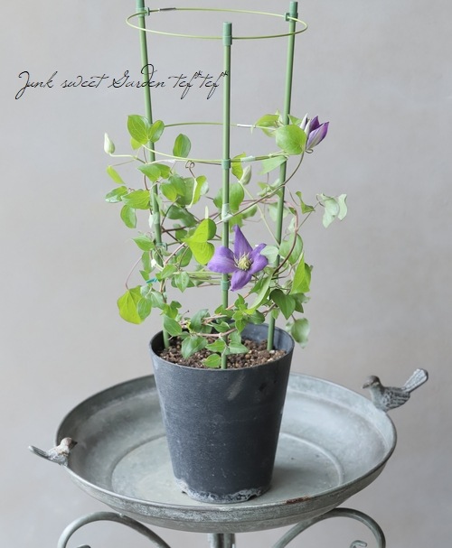 及川オリジナルクレマチス・ジャックマニー系 『ブルーブルー