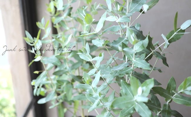 ユーカリ グロブルス ブルーガム すべての商品 Junk Sweet Garden Tef Tef