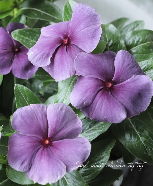 ݥꥸʥۥ˥˥إ֥å٥꡼ ڥ⡼