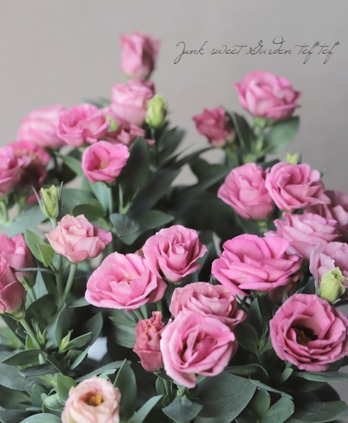 �ȥ륳�����祦�� �إ��㡼��ԥ󥯡�