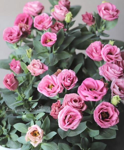 �ȥ륳�����祦�� �إ��㡼��ԥ󥯡�