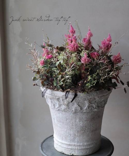 �ȥ륳�����祦�� �إ��㡼��ԥ󥯡�