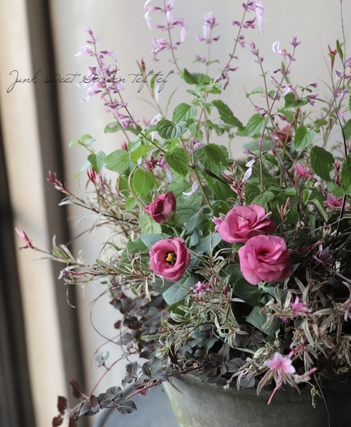 �ȥ륳�����祦�� �إ��㡼��ԥ󥯡�