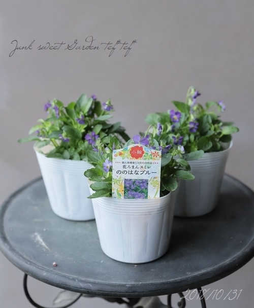 極小輪ビオラ・スミレ 花ろまん 『ののはなブルー』 | すべての商品