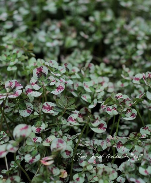 ������ݥ��ꥸ�ʥ롪��֡�7���դ��ꡪŷ�ȤΥɥ쥹�إ��쥬�󥹡�