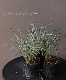 �ۥ磻�ȥ��ɥ��饹 ����ε -�ϥ���奦-�١�
