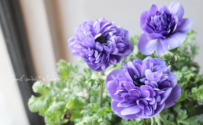 八重咲きアネモネ・ポルトダブル 『ブルー』 | すべての商品 | | Junk