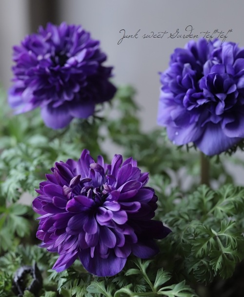 ミッドナイトブルー 綾地寧々 メンカタカラメヤサイダブルニンニクアブラ 八重咲きアネモネ・ポルトダブル 『ブルー』 | すべての商品 | | Junk