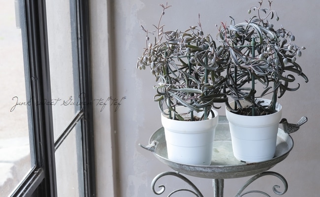 希少ギムノカリキウム【黒蝶錦（コクチョウニシキ）】実生株（国産・育成）と接木株 ギムノカリキウム ”大型” 二グラム 親木「Gymnocalycium gibbosum v.