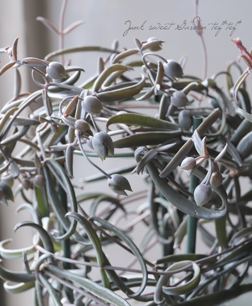 カランコエ 『黒錦蝶 -コクキンチョウ-』 | すべての商品 | | Junk