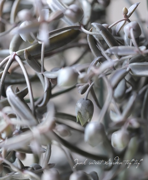 カランコエ 『黒錦蝶 -コクキンチョウ-』 | すべての商品 | | Junk