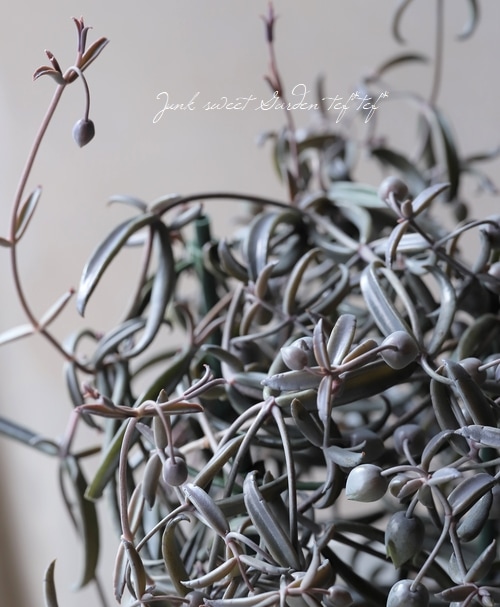 カランコエ 『黒錦蝶 -コクキンチョウ-』 | すべての商品 | | Junk