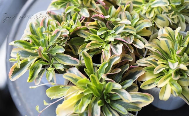 斑入りアラビス・プロクレンス 『ライム』 『オールドゴールド