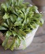 �����ꥢ��ӥ����ץ�����󥹡��إ饤��� �إ�����ɥ�����ɡ١�