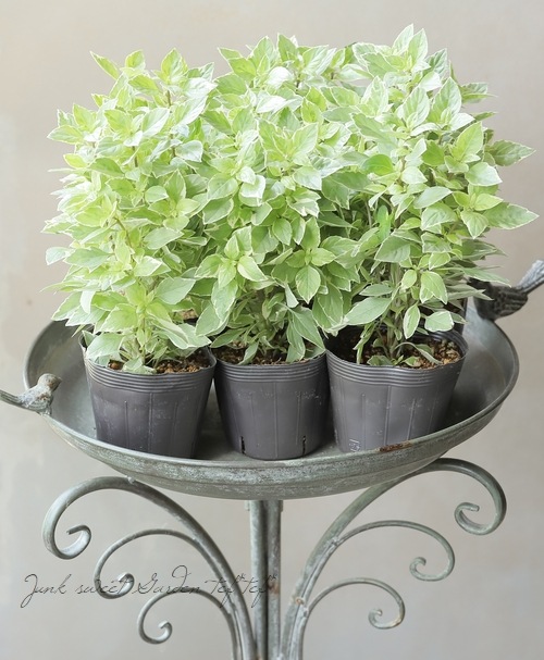 家庭菜園】 斑入りバジル 『バリエガータ』 | すべての商品 | | Junk