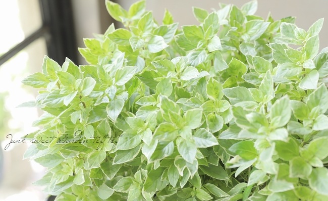 家庭菜園】 斑入りバジル 『バリエガータ』 | すべての商品 | | Junk