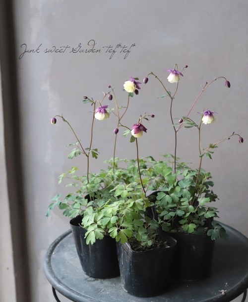 ءȬź餭륪ޥإ꡼ѡץ E