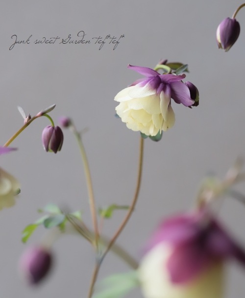 ءȬź餭륪ޥإ꡼ѡץ E