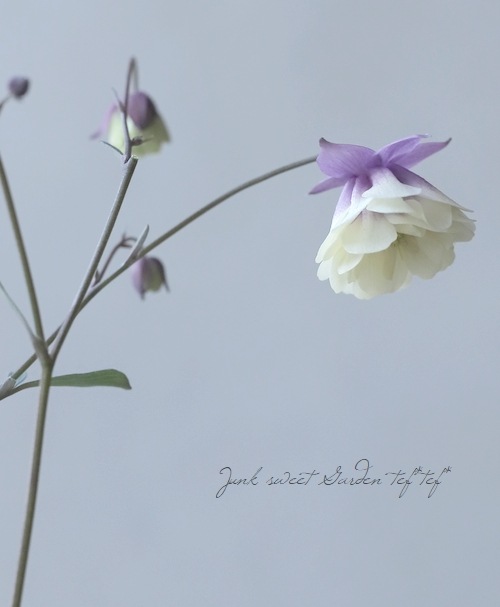 ءȬź餭륪ޥإ꡼ѡץ E