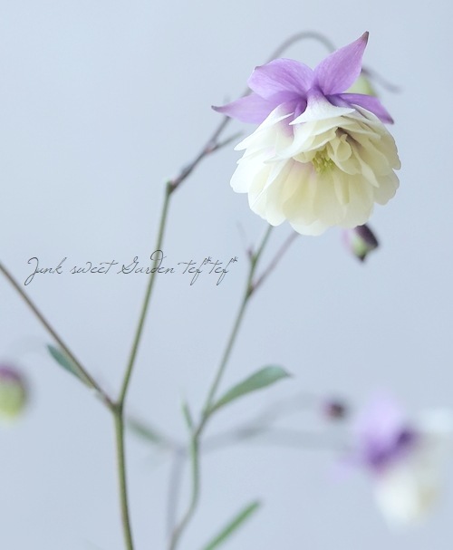 ءȬź餭륪ޥإ꡼ѡץ E