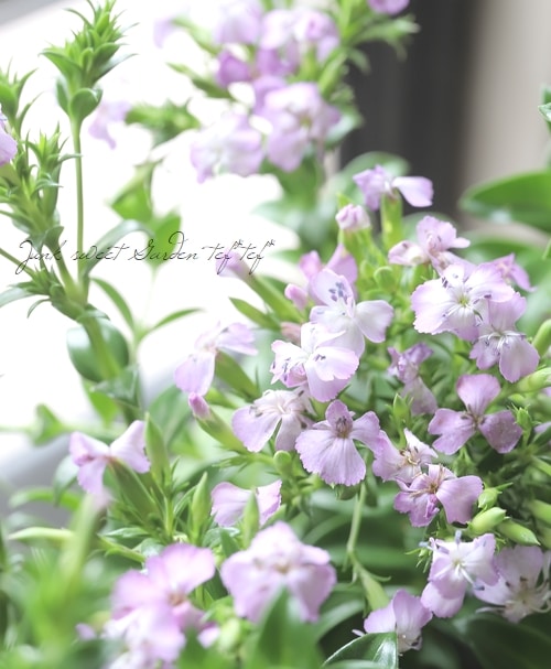 ハマナデシコ 『サマーラベンダー』 『そらいろの風』 | すべての商品